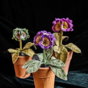 Auricula Collection Art Print by Corinne Young Studio